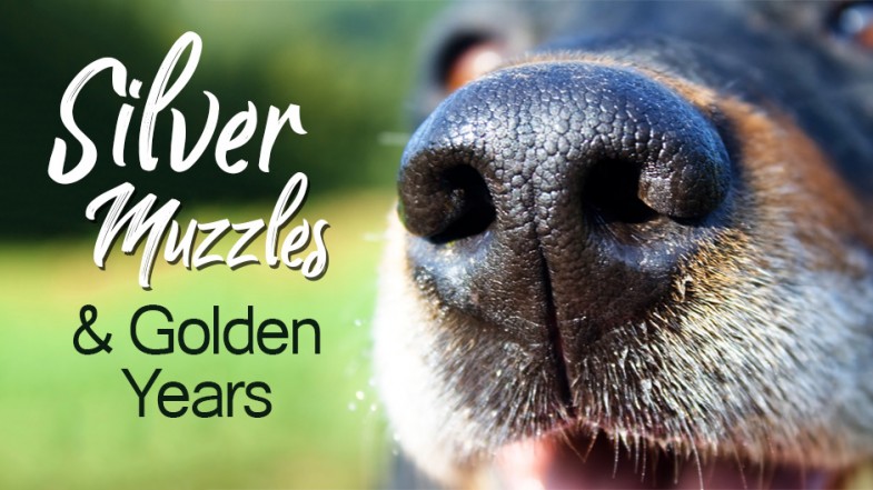 Silver Muzzles and Golden Years