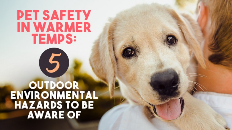 Pet Safety in Warmer Temps: 5 Outdoor Environmental Hazards to Be Aware Of