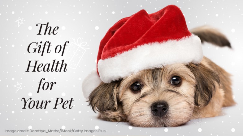 Presents Your Pet Will Love in 2021