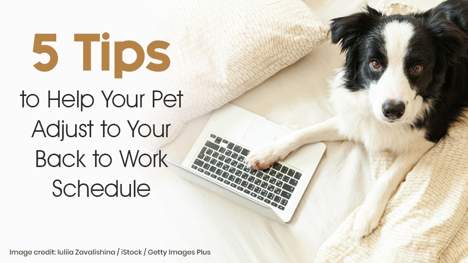 Help Your Pet Adjust to Your Back to Work Schedule