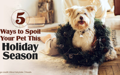 5 Ways to Spoil Your Pet This Holiday Season